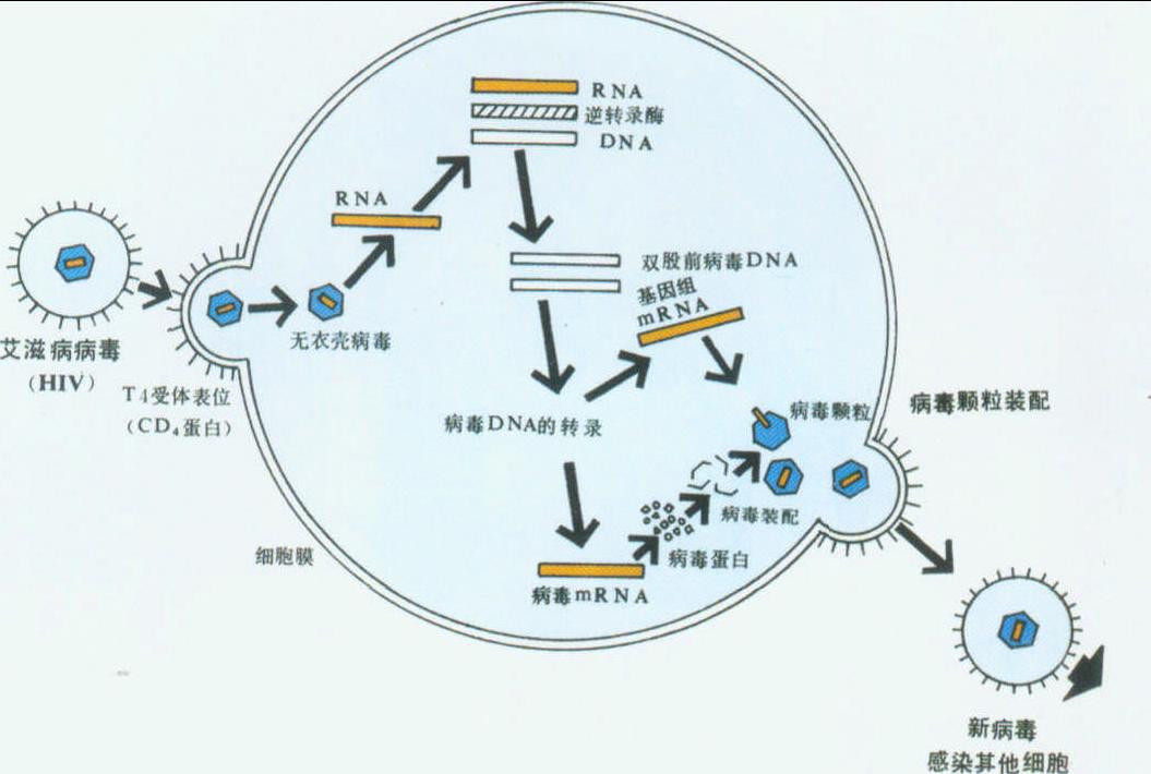 治愈艾滋病_艾滋能不能治愈_艾滋治愈