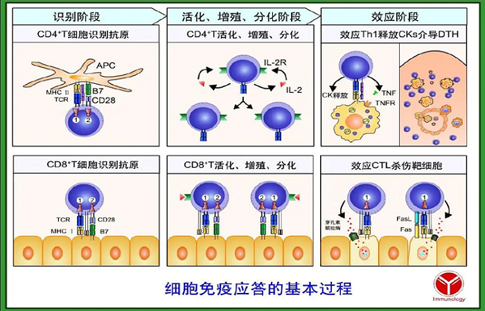 艾滋病治愈_能治愈艾滋病的水果_ub421可以治愈艾滋吗