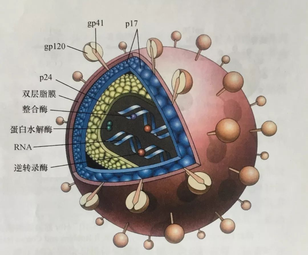 急性艾滋病感染必有症状_艾滋病急性期_艾滋急性期会全身瘙痒吗