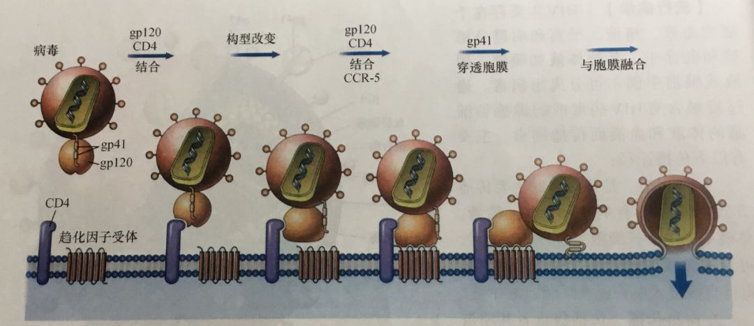 艾滋急性期会全身瘙痒吗_急性艾滋病感染必有症状_艾滋病急性期