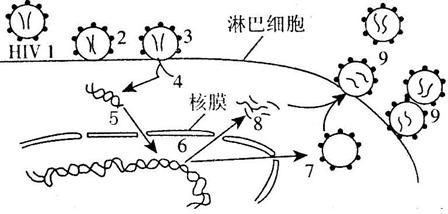 西班牙功能性治愈艾滋_好久才出治愈艾滋病药_艾滋病治愈