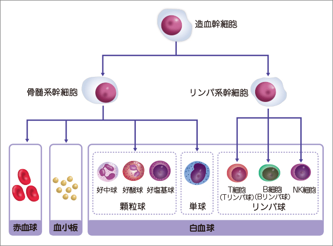 龙鱼艾滋与水泡病区别_艾滋有急性咽喉炎症状吗_艾滋病急性期