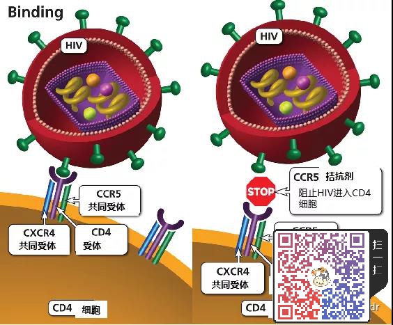 哪种方法更可能治愈HIV？