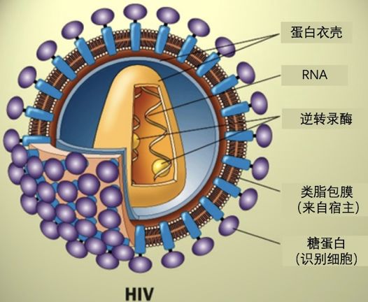 治愈艾滋病_2018年艾滋功能性治愈_2018艾滋最新治愈信息