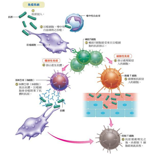 艾滋病治愈_ub421可以治愈艾滋吗_西班牙功能性治愈艾滋