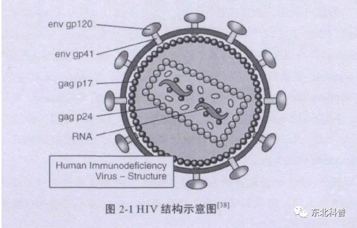 艾滋咽喉炎是急性还是慢性的症状_潜伏期又称什么期在艾滋病中叫什么_艾滋病急性期