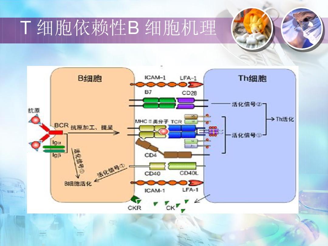 好久才出治愈艾滋病药_2030年艾滋治愈_治愈艾滋病