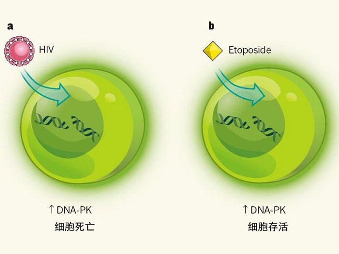 艾滋病治愈_2018艾滋最新治愈信息_艾滋能不能治愈