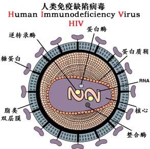 艾滋病急性期_潜伏期又称什么期在艾滋病中叫什么_龙鱼艾滋与水泡病区别