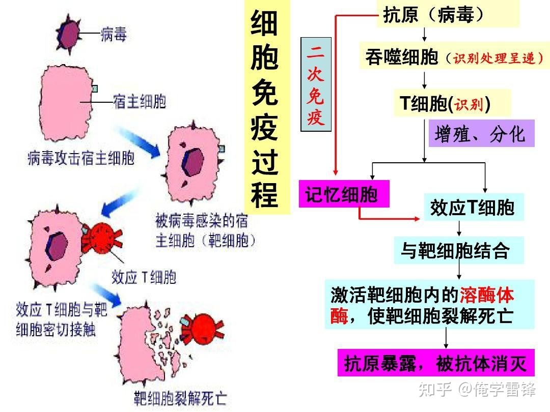 2030年艾滋治愈_艾滋病治愈_艾滋治愈研究