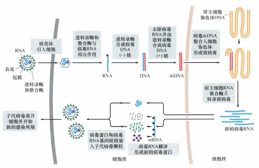 丹麦艾滋治愈15人_治愈艾滋病_2017艾滋治愈型疫苗