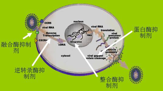 2018艾滋最新治愈信息_艾滋治愈研究_治愈艾滋病