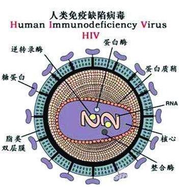 艾滋病急性期_口腔粘膜病破损艾滋_急性艾滋病的初期症状