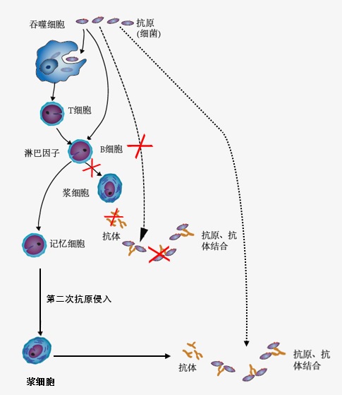 其中一位被称为精英病毒抑制者,他的免疫细胞上携带有特殊的遗传标记