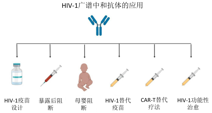艾滋何时治愈_艾滋病治愈_中国治愈艾滋最新突破