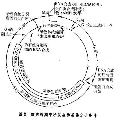 艾滋病的哨点监测期是几个月_艾滋急性_艾滋病急性期