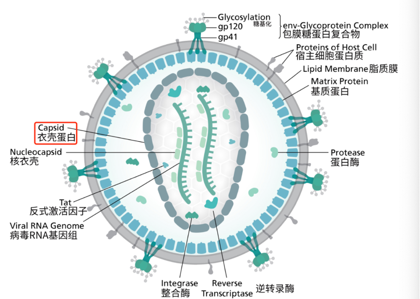 艾滋病治愈_中国治愈艾滋最新突破_2017艾滋治愈型疫苗