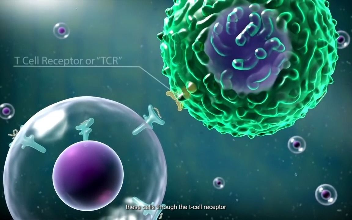 2018艾滋最新治愈信息_治愈艾滋病_艾滋治愈研究