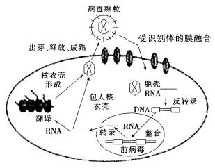 有治愈艾滋病的中药吗_治愈艾滋病_外国功能性治愈艾滋