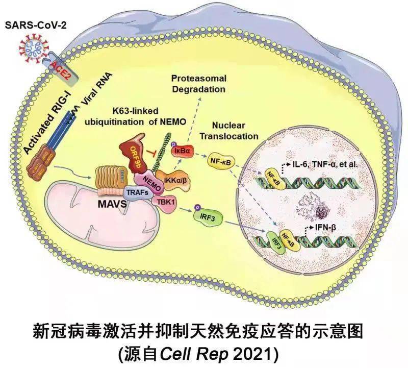 艾滋病急性期_艾滋急诊期就是咽痛_艾滋咽喉炎是急性还是慢性的症状