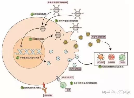 艾滋咽喉炎是急性还是慢性的症状_艾滋病急性期_艾滋急诊期就是咽痛