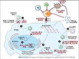 艾滋病自述_修脚出血了,会感染艾滋和其她病吗_乙肝和艾滋那个病可怕