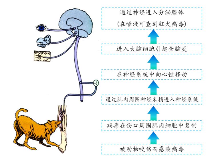 乙肝和艾滋那个病可怕_修脚出血了,会感染艾滋和其她病吗_艾滋病自述