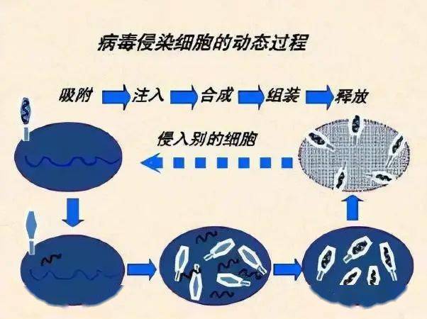 2018年艾滋功能性治愈_中国治愈艾滋最新突破_治愈艾滋病