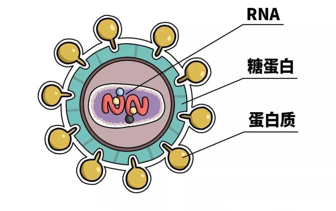 艾滋治愈新闻_艾滋病治愈_2017艾滋治愈型疫苗