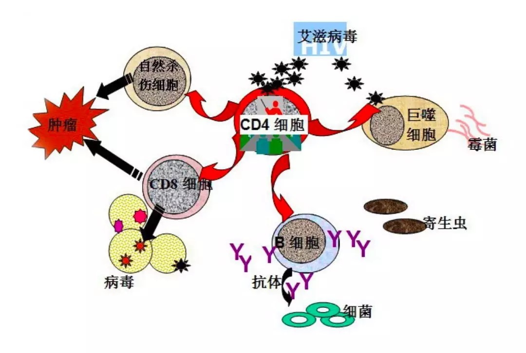 艾滋病急性期_潜伏期又称什么期在艾滋病中叫什么_第四代艾滋病检测试剂盒