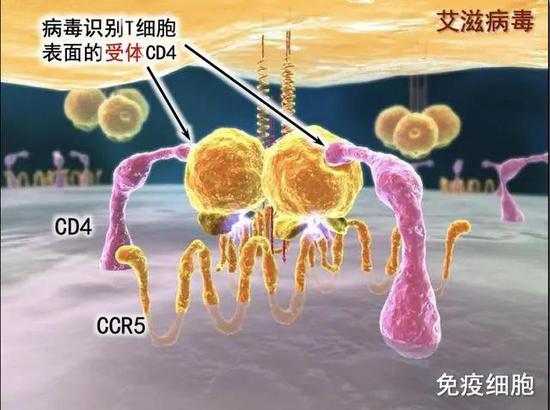 艾滋治愈十一个月一针_艾滋病治愈_艾滋治愈新闻