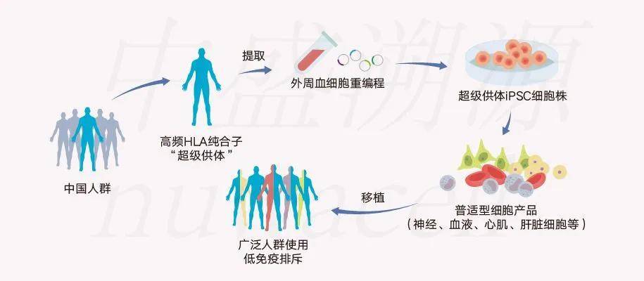 2030年艾滋治愈_艾滋治愈新闻_治愈艾滋病