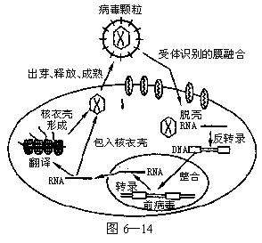 艾滋功能性治愈_王福生治愈艾滋_治愈艾滋病