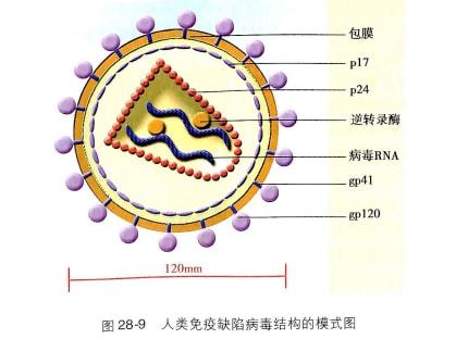 抑郁症病人自述_艾滋病人自述_一个艾滋病人的自述