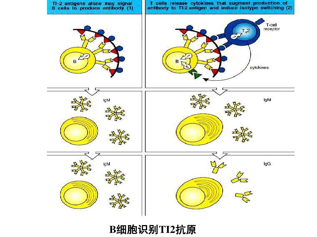 治愈艾滋病_2017艾滋治愈型疫苗_西班牙功能性治愈艾滋