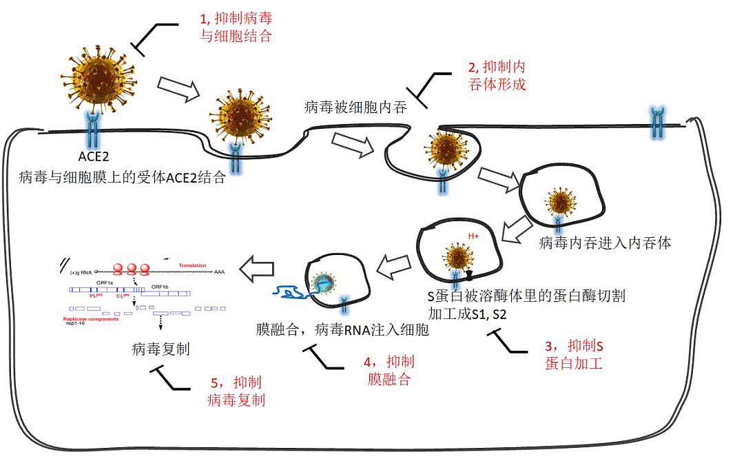 有治愈艾滋病的中药吗_2030年艾滋治愈_治愈艾滋病