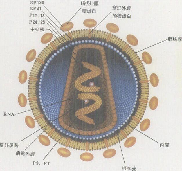 艾滋病初期_艾滋病的初期症状_艾滋病感染初期一定有症状吗