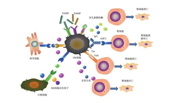 丹麦艾滋治愈15人_艾滋病治愈_艾滋治愈