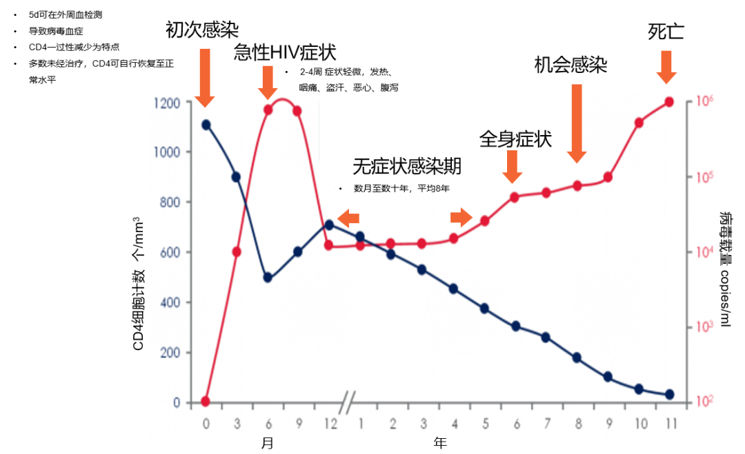 急性期、无症状期和艾滋病期.png