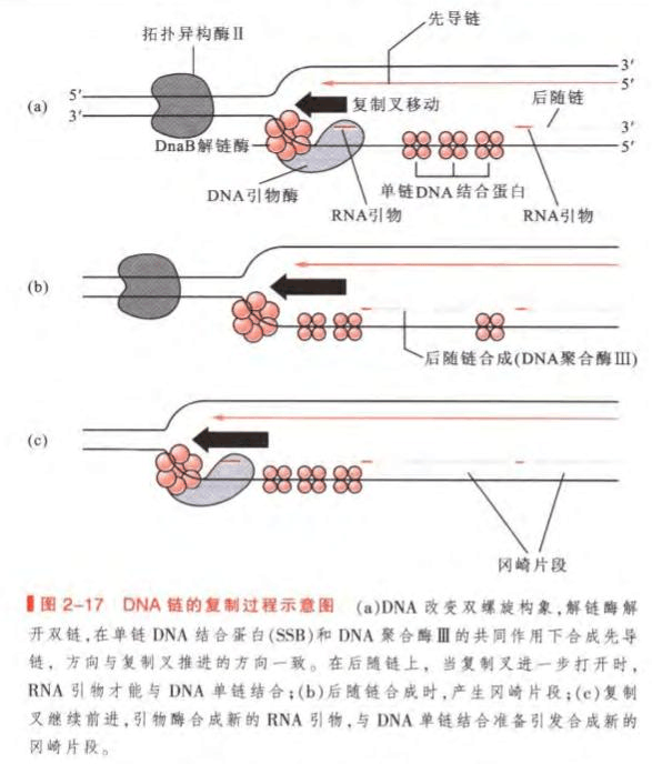 染色体复制过程图图片