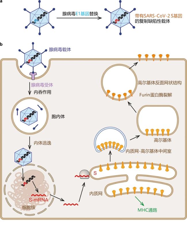 艾滋病自述_吸毒感染艾滋病的自述_艾滋病感染自述2017