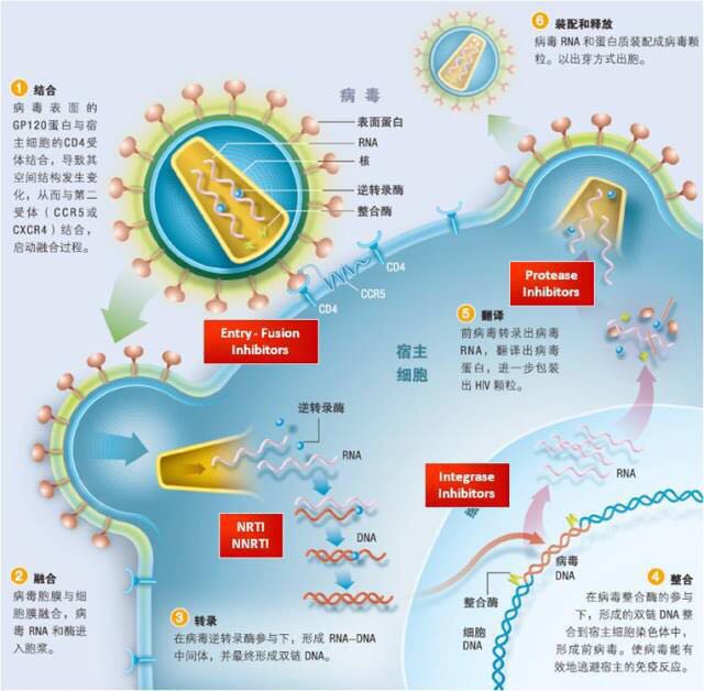 丹麦艾滋治愈15人_治愈艾滋病_艾滋治愈研究