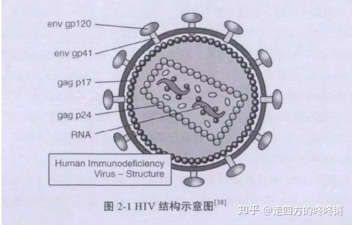 艾滋何时治愈_艾滋病治愈_艾滋治愈新闻