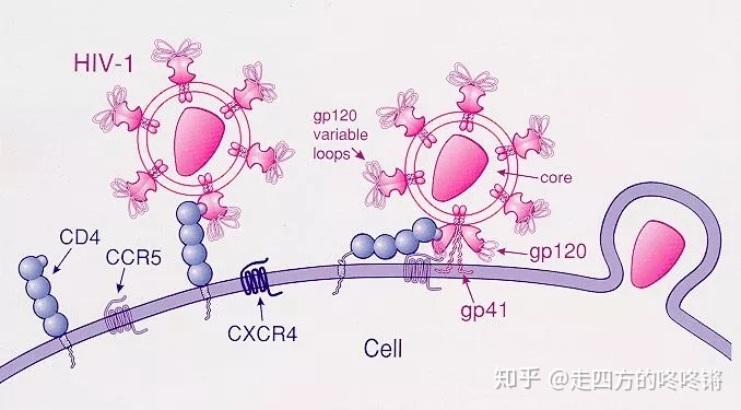 艾滋病治愈_艾滋治愈新闻_艾滋何时治愈