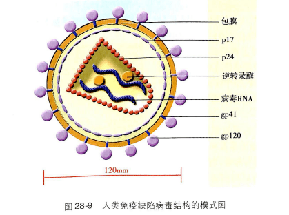 治愈艾滋病_好久才出治愈艾滋病药_能治愈艾滋病的水果