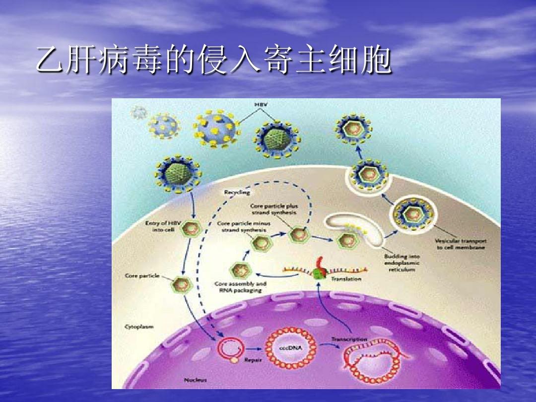 治愈艾滋病_有治愈艾滋病的中药吗_中国治愈艾滋最新突破