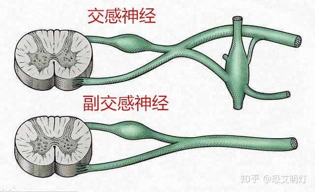 艾滋病初期_艾滋初期皮肤症状图片_艾滋病感染初期症状