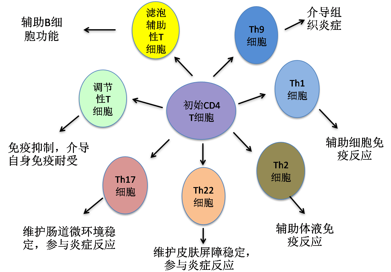 艾滋病急性期_下列哪项是艾滋病的哨点监测期_修脚出血了,会感染艾滋和其她病吗