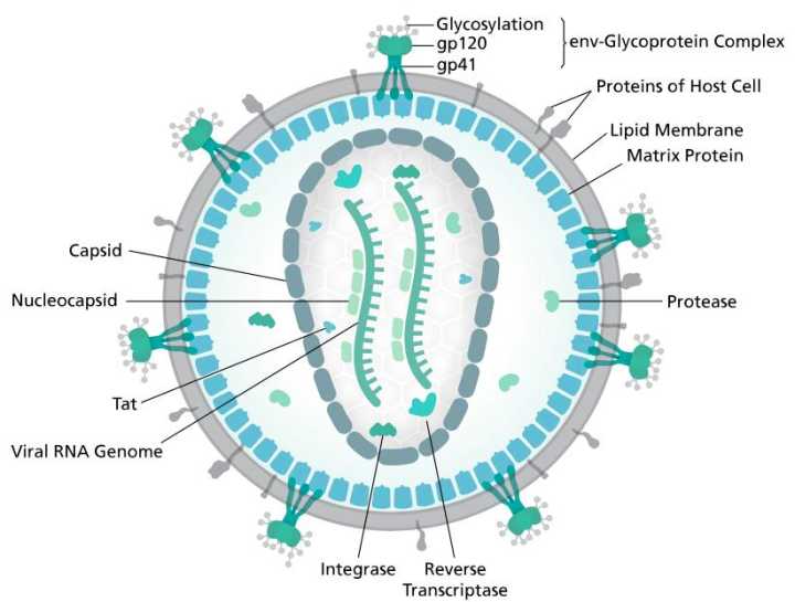 艾滋病治愈_2030年艾滋治愈_2018艾滋最新治愈信息