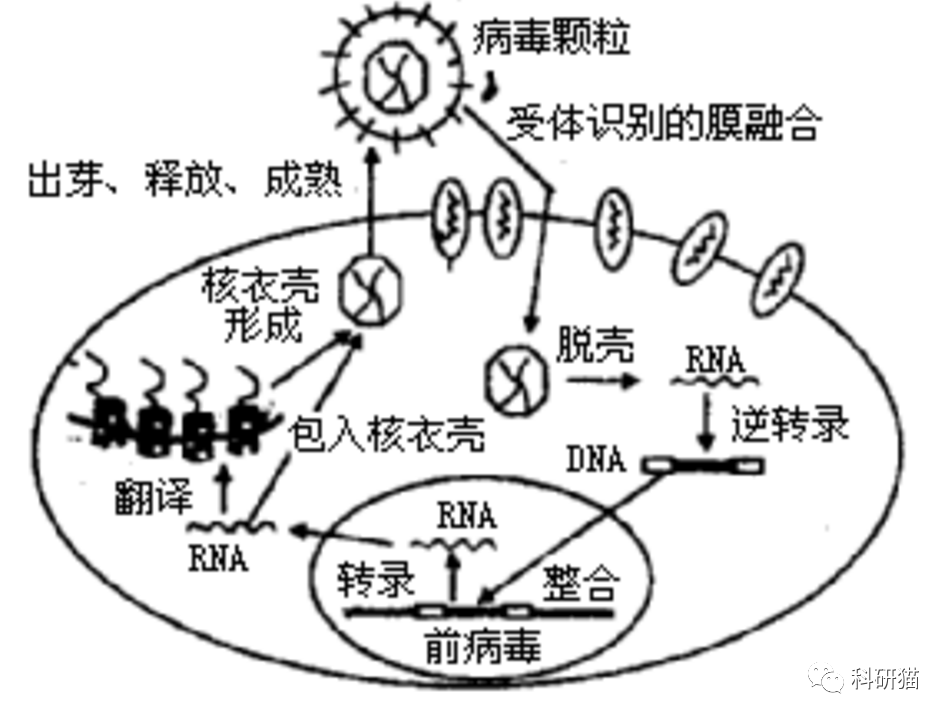 艾滋治愈研究_治愈艾滋病_有治愈艾滋病的中药吗